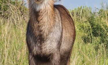14 Days Safari