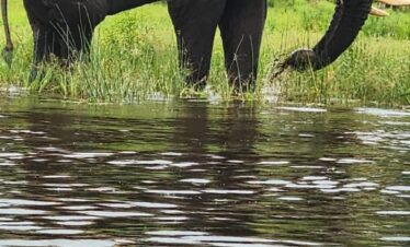 15 Days Best of Uganda Safari