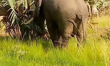 7 Days Uganda Wildlife Safaris