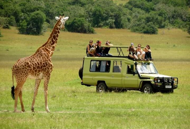 Safari van parked on savannah with giraffe and travelers nearby