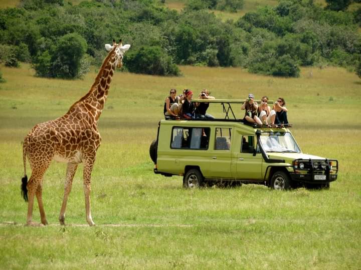 Safari van parked on savannah with giraffe and travelers nearby