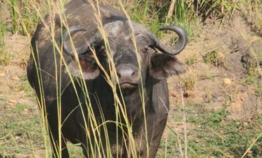5 days Murchison and Queen Elizabeth national park safari