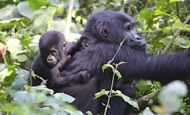 8 Days primates and wildlife Safari