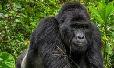 5 Days Uganda Gorillas Trekking Safari