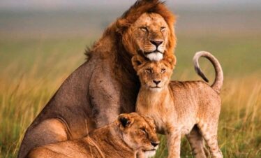 Lion family – male lion, lioness and cub – resting in the grasslands.