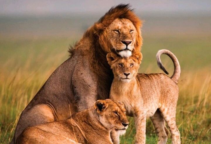 Lion family – male lion, lioness and cub – resting in the grasslands.