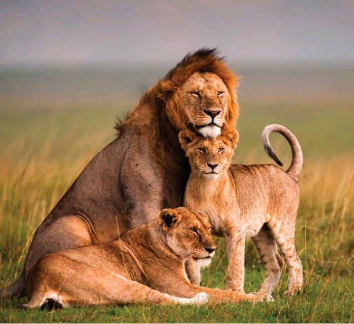 Lion family – male lion, lioness and cub – resting in the grasslands.