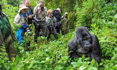 Tourists photographing a mountain gorilla in a lush forest.
