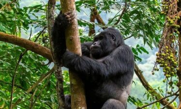 3 Days Rwanda Gorilla Safari