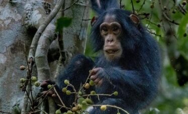8 days Uganda Adventure safari