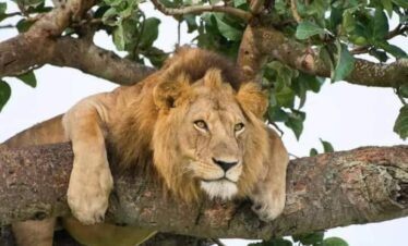 12 Days Pearl of Africa Safari
