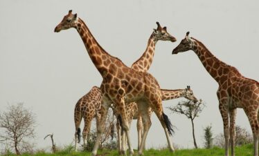 3-Day Murchison Falls National Park Safari